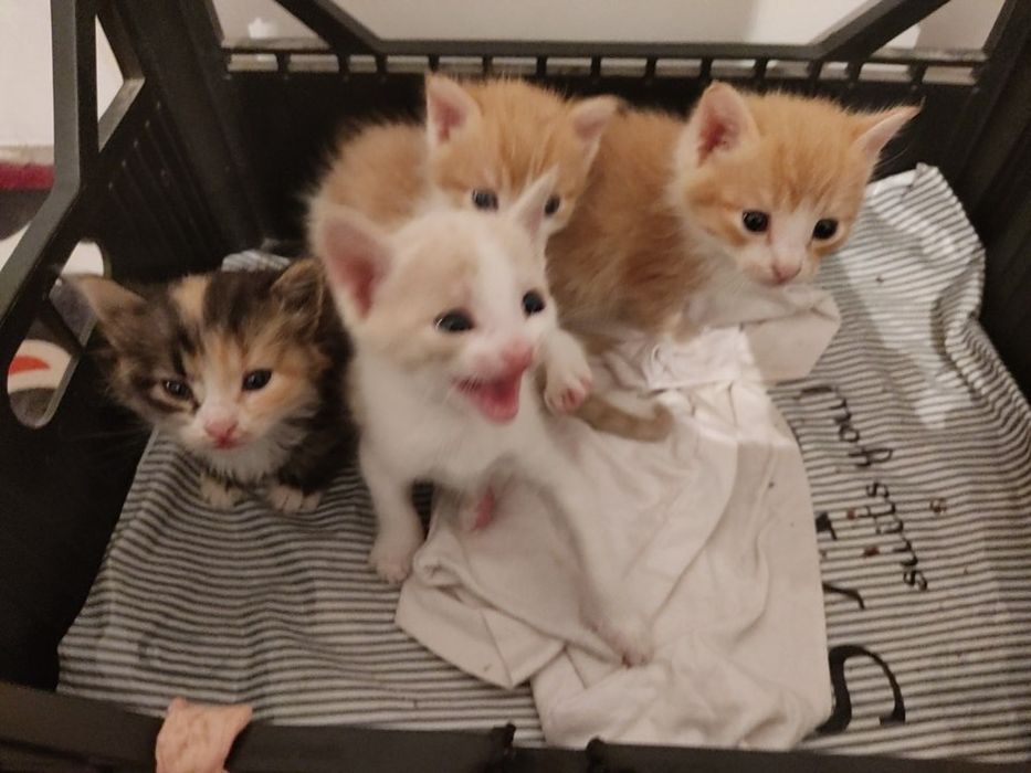 Продается котяты