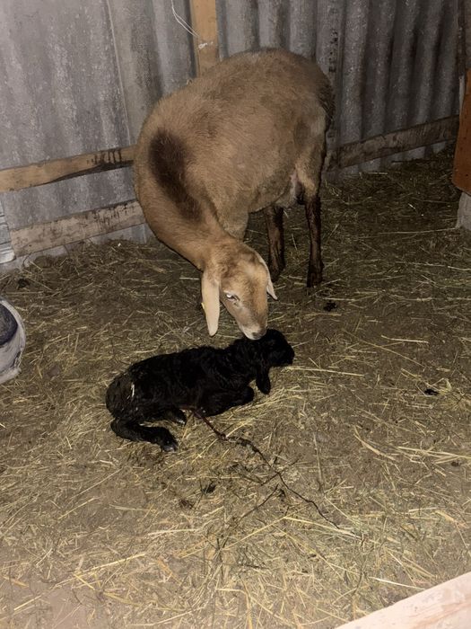 Кой саулык тусак козлы кой