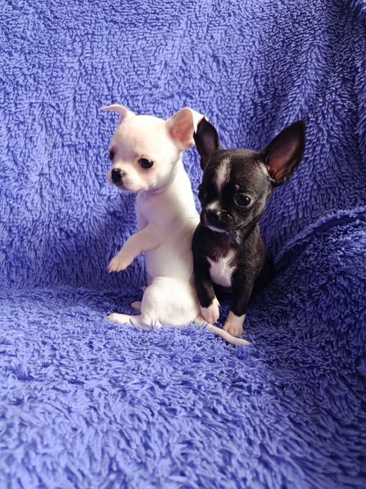 Чихуахуа мини щенки