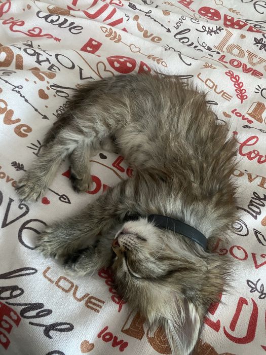 Отдам котенка девочка