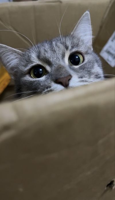 Вязка! Ищим принца