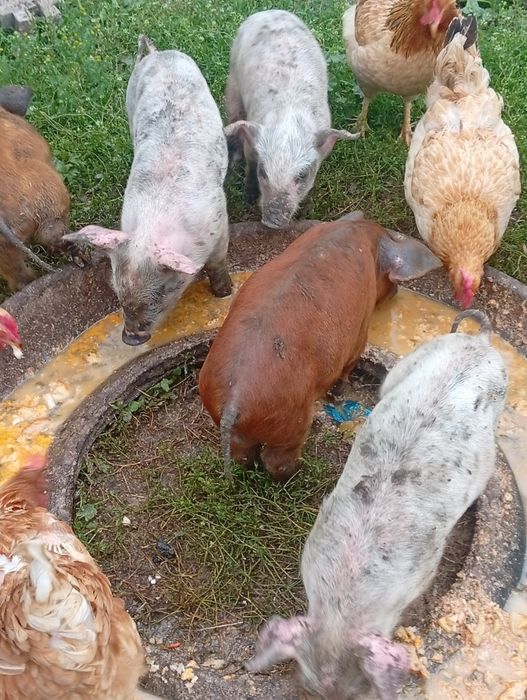 Găini de țară roșii și albe frumoase SI ieftine