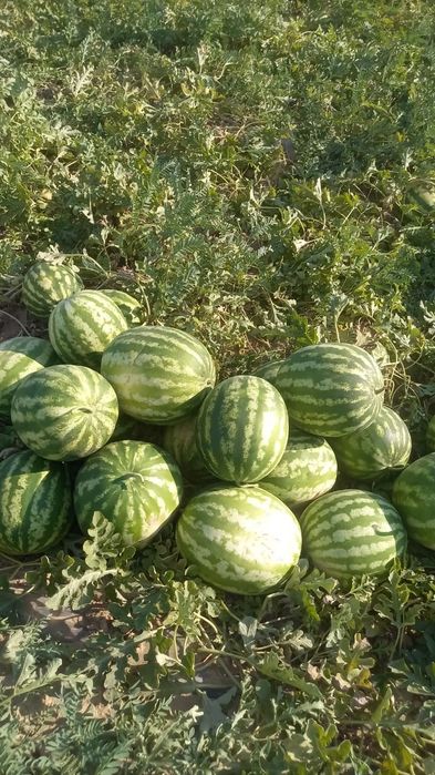 Продам арбуз штучно