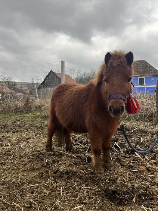 poneita gestanta de vanzare