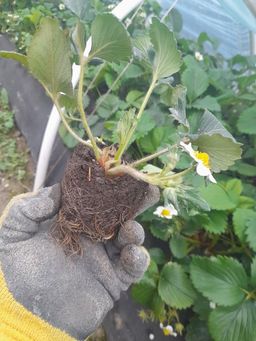 Рассада российской  клубники.