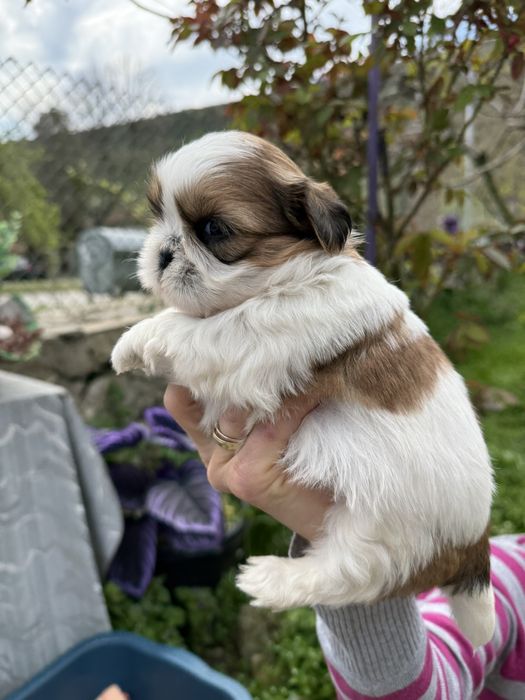 Малки принцеси Ши тцу