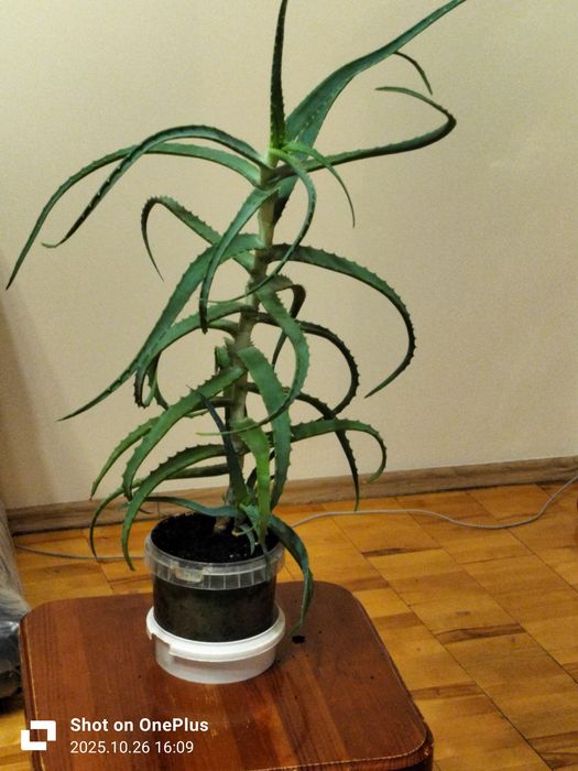 Алоэ древовидное