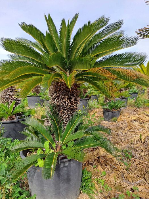 Palmieri rezistenți la frig 4 tipuri pe stoc livrare, plantare oriunde