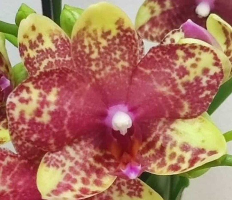 Орхидеи фаленопсис Монпелие, Kimono, Монтрьо, Grosseto