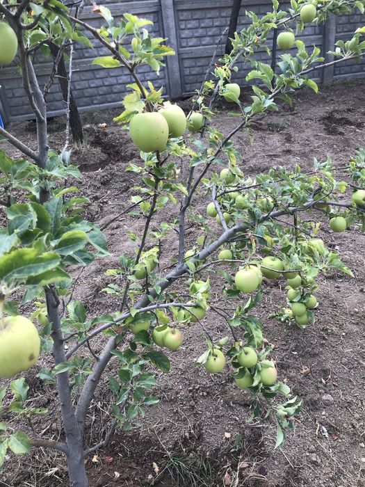 Продаётся дача на Амирсой