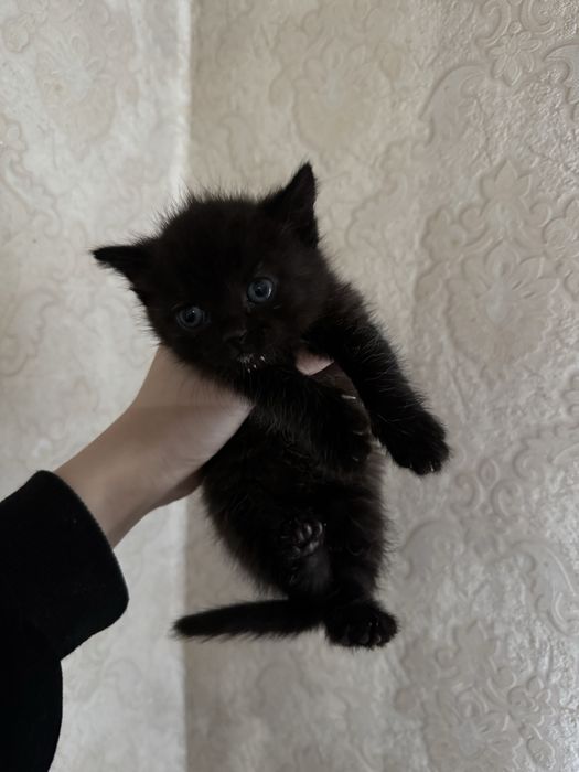 Отдам котят в хорошие руки.