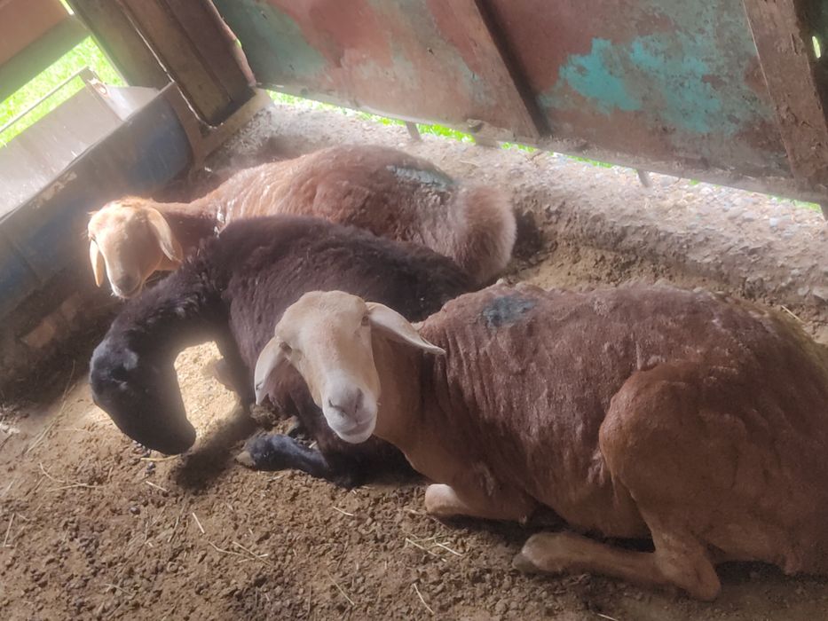 миронос кызыл кой