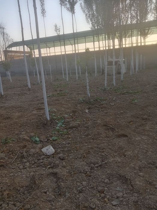 Ер сотилади ТОШМИ постдан 11 км