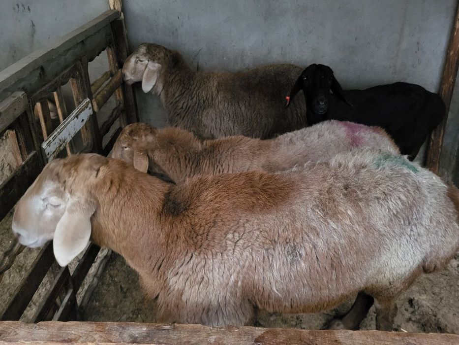 Арашан кучкор солулар сотилади