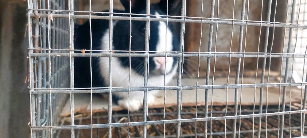 Кролик  Карлики продаётся