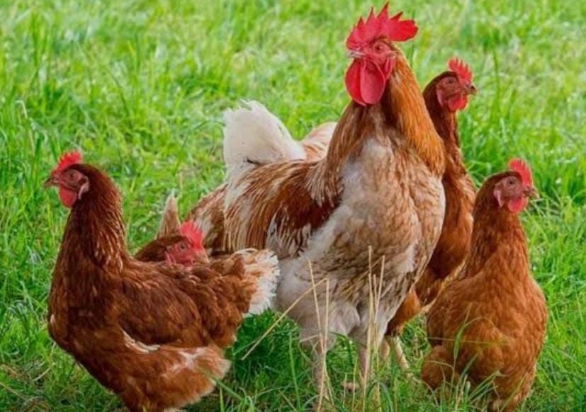 КУРЫ несушки Ломан Браун