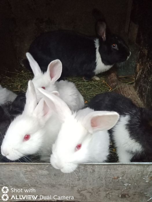 Vând iepurasi sanatosi