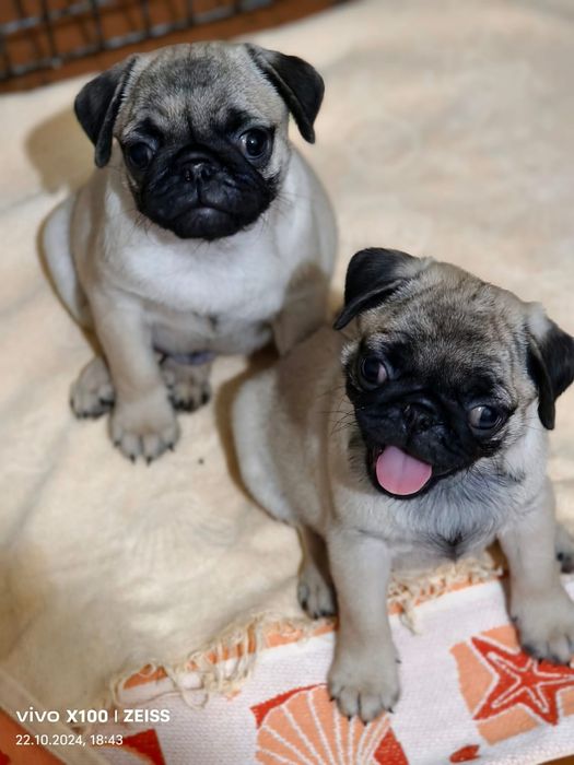 Очаровательные щенки Мопса.