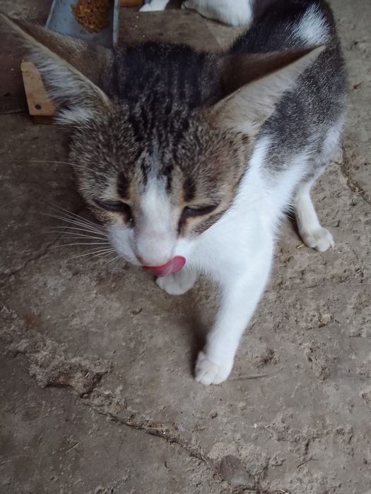 Donez pisici mici