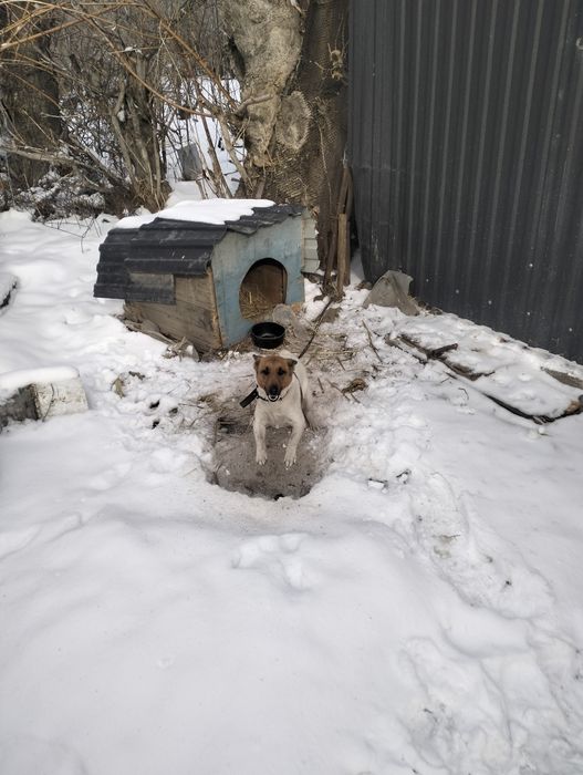 Фокс терьер , рабочий. Лиса , барсук , заяц