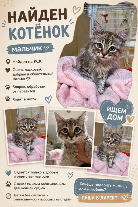 Найдена девочка/мальяик -котёнок (КСК)!