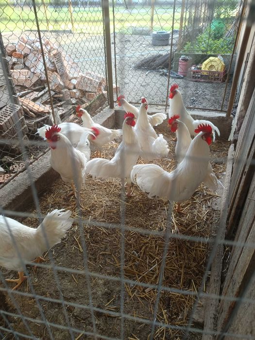 Cocoși tineri de leghorn alb
