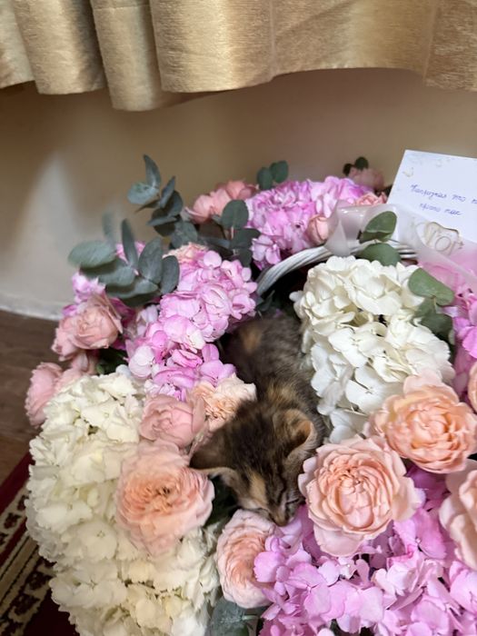 Кошка,1,5месяц кошка