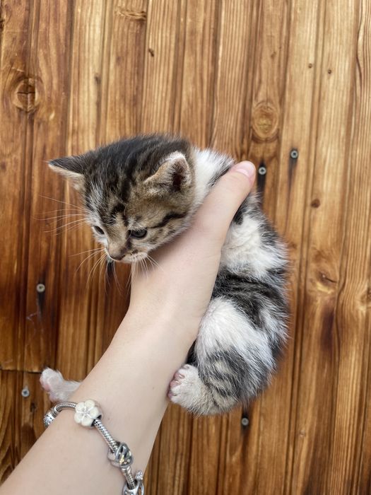 Подарявам котенца