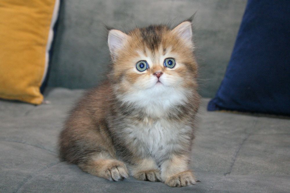Котенок скотиш страйт