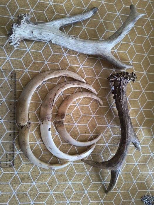 Рогчета сръндак две бройки