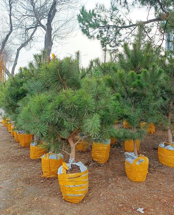 Туркиядан келтнрилган Кирарис Узбекистонда уетиштирилган Арча бор