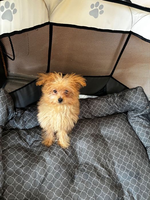 Женска  Кръстоска между пудел и померан