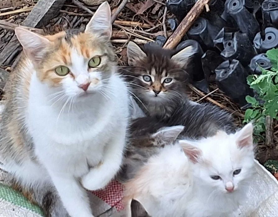 Pisici lentru adopție - în căutarea unei familii iubitoare
