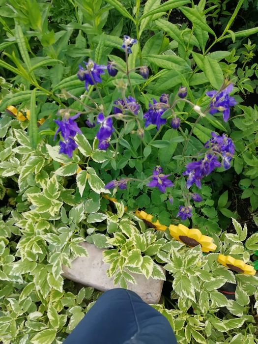 Продам дачу 2 этажа со горизонт общество