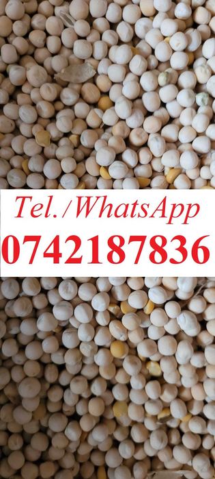 Mazare furajera    .