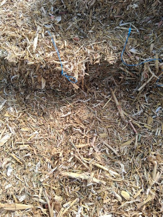 Orzosica, porumb ,ciocani