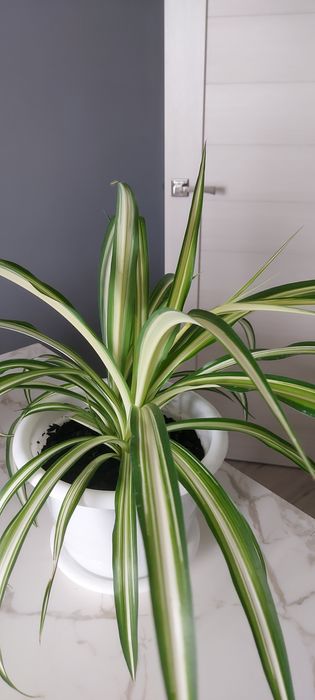 Продам комнатные цветы