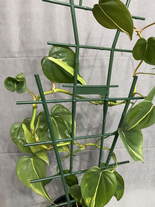 Продам цветок комнатный