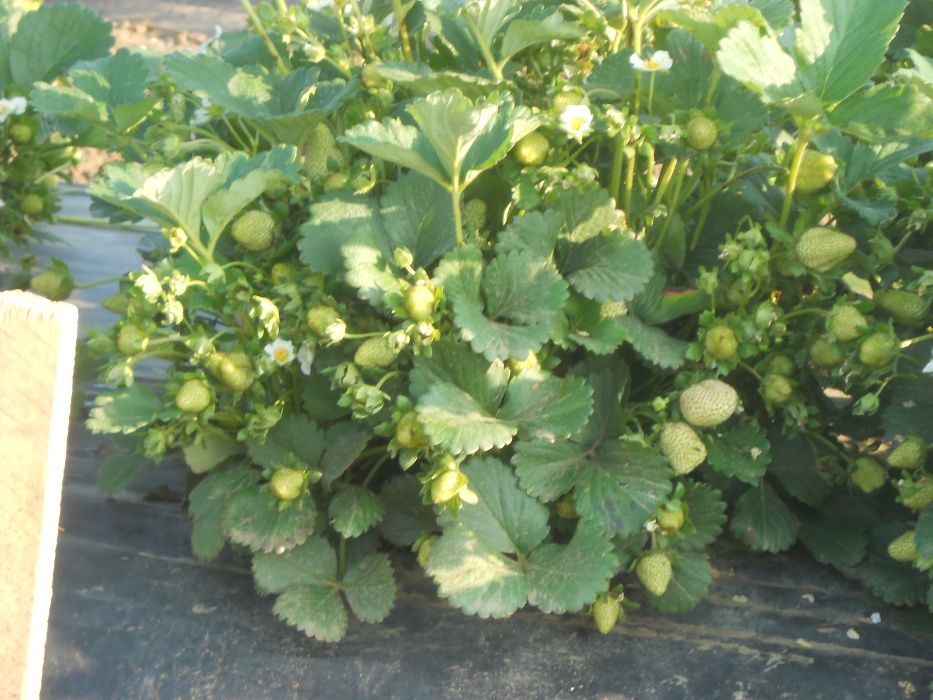 Vand stoloni capsuni ,remontante Albion, si unifere Darselect,