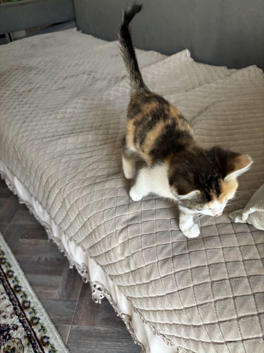 котенок девочка
