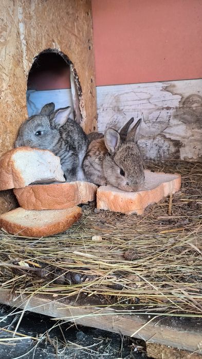 Продам крольчат полтора месяца.