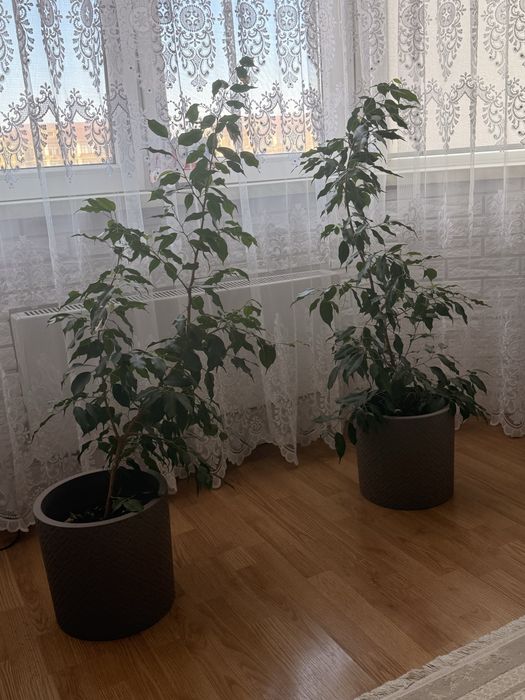 Продаются цветы Фикус