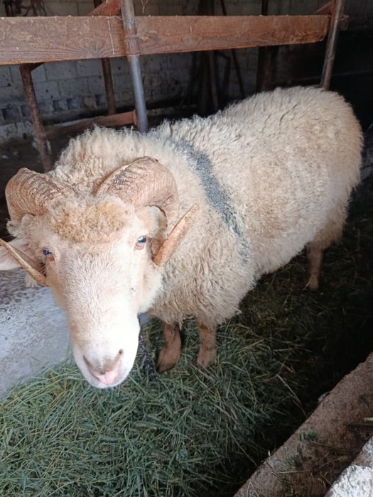 Продам кошкара за 140 000 тенге