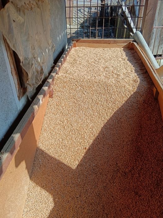 Vând porumb, orzoaică, grâu, triticale