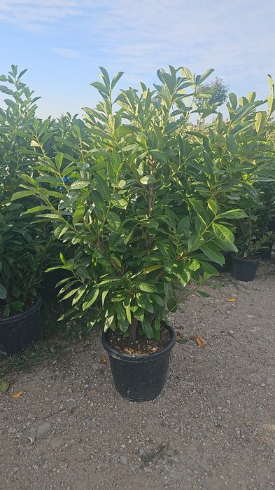 Pon pon - Spirale - Prunus laucerasus  - Leylandi gold