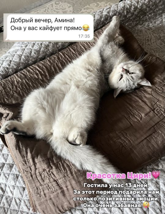 Индивидуальная передержка кошек, доступно