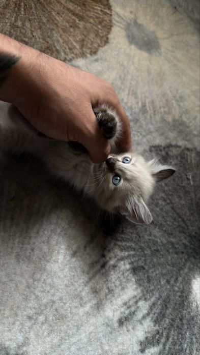 Продаются Сиамские Котятки