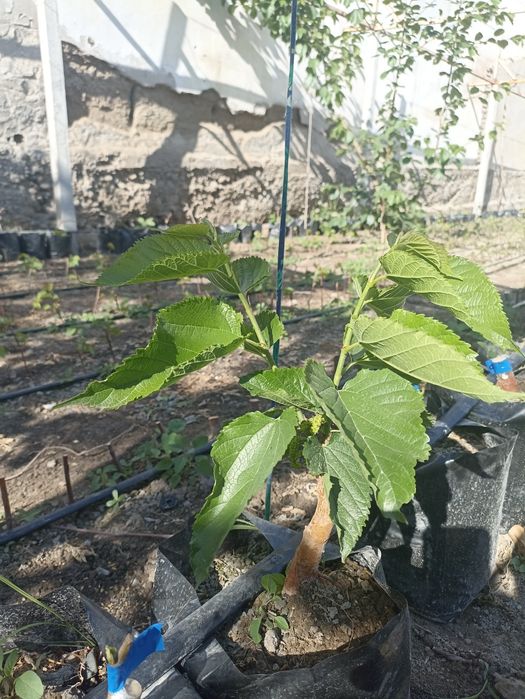 Noyob tut ko'chatlari — Gerardi Dwarf va Chicken Claw