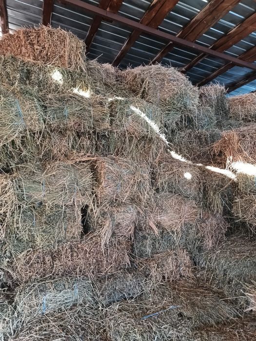 Baloti lucernă...25lei calitate superioară