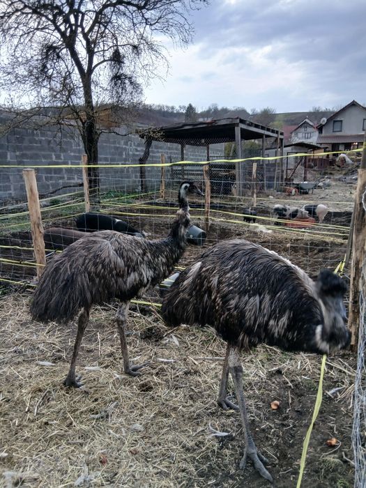 Pereche emu adultă